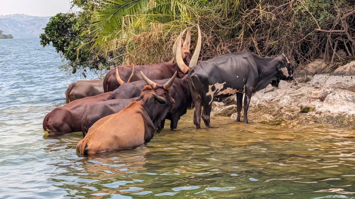 Ifoto igaragaza Kureba inka zoga mu Kiyaga cya Kivu mu Rwanda