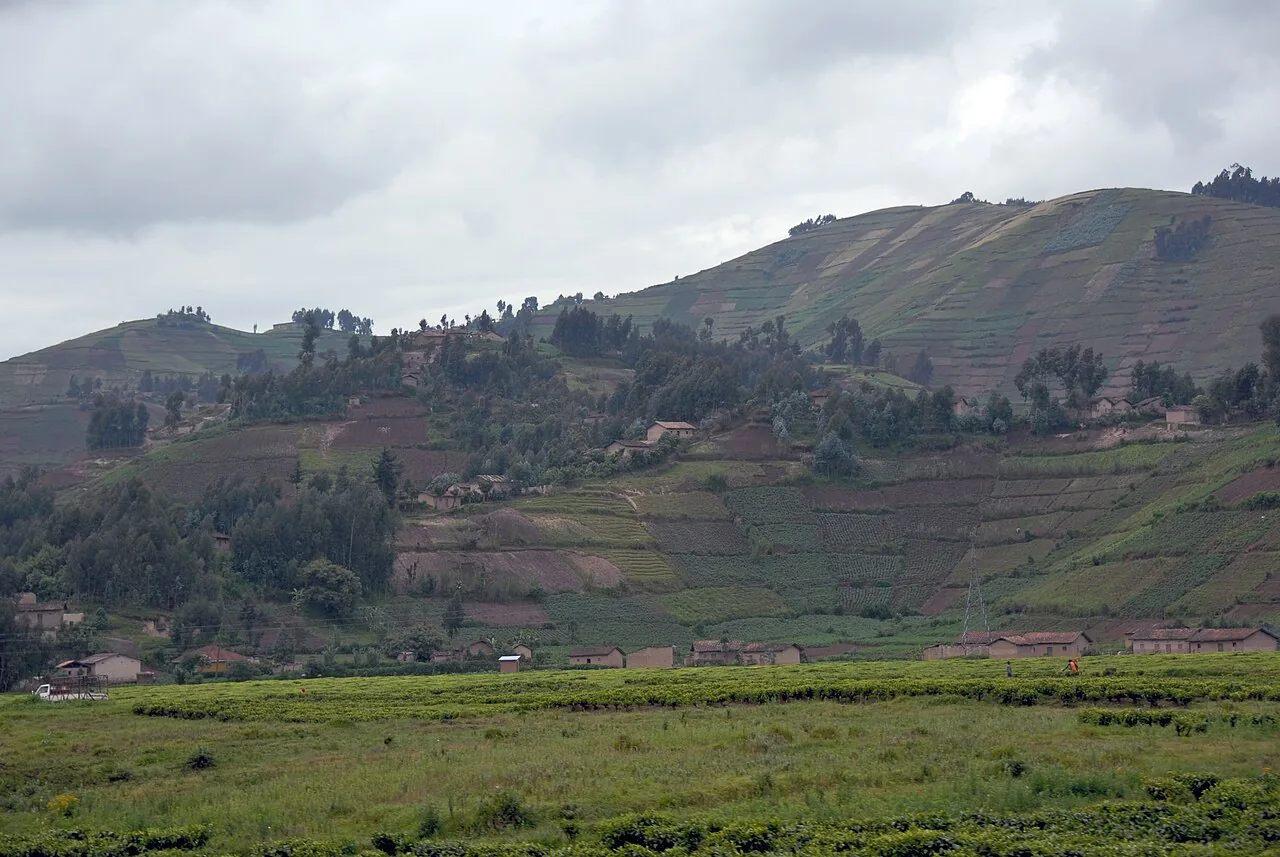 Cultivated hills along the road between Gisenyi and Ruhengeri, now Musanze.
