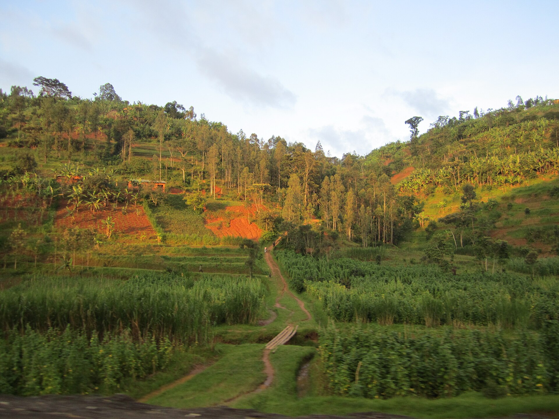 Umuhanda ugenda uzenguruka imisozi y’icyatsi yo mu Rwanda werekeza i Musanze.