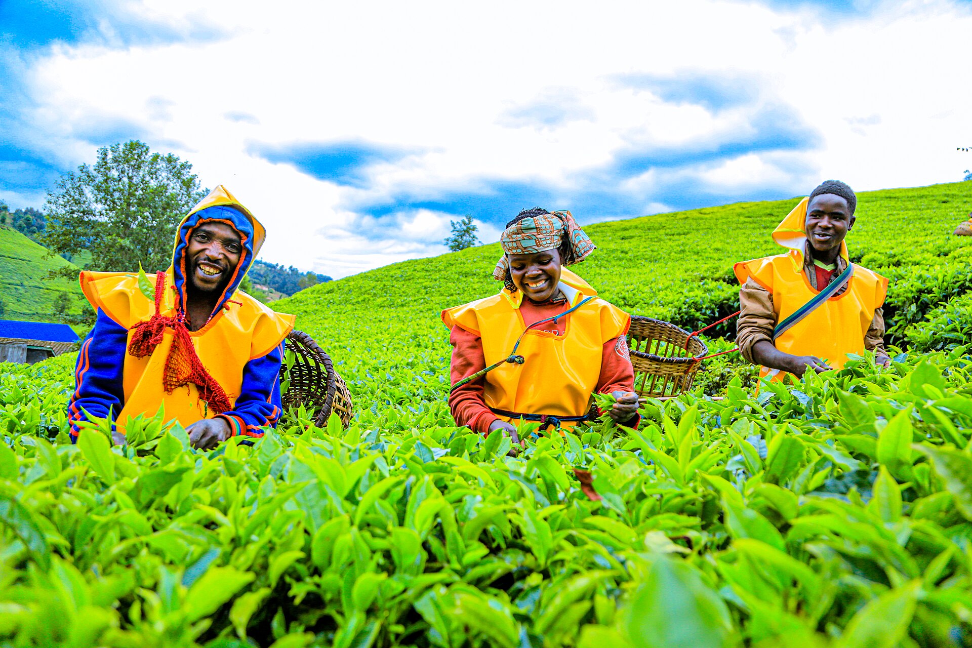 Abahinzi b’icyayi bakorera mu murima w’icyayi mu Rwanda.