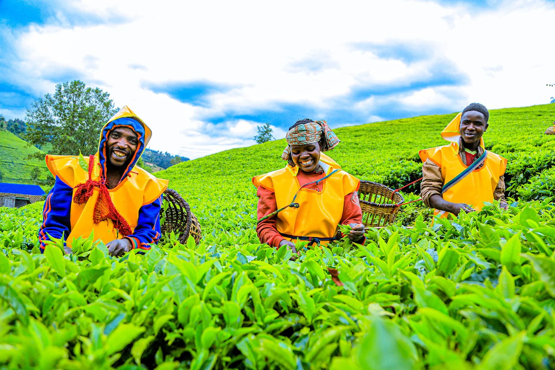 Tea farmers at work among rows of tea plants in Rwanda.